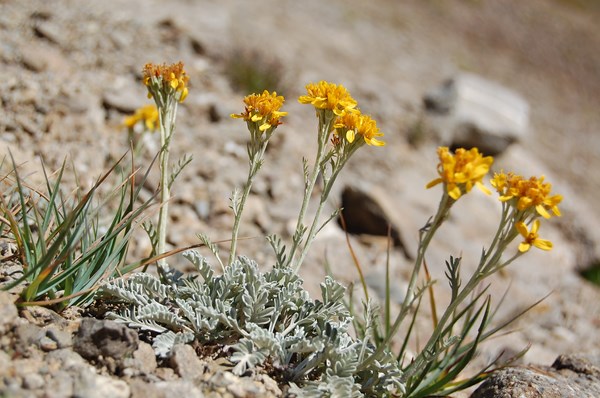 Senecio incanus (6) [1600x1200].JPG