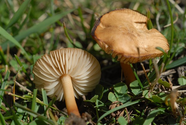 Marasmius oreades (5) [1600x1200].JPG