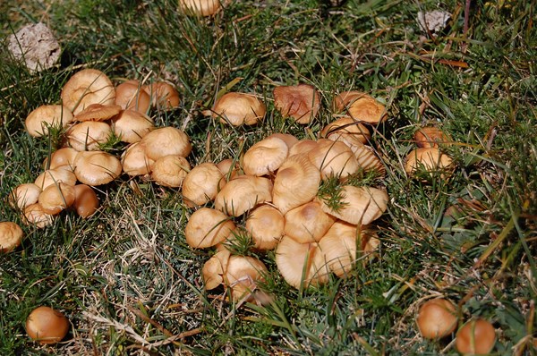 Marasmius oreades (2) [1600x1200].JPG