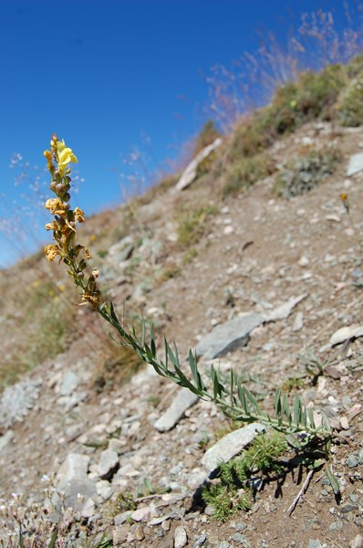 Linaria sp (14) [1600x1200].JPG