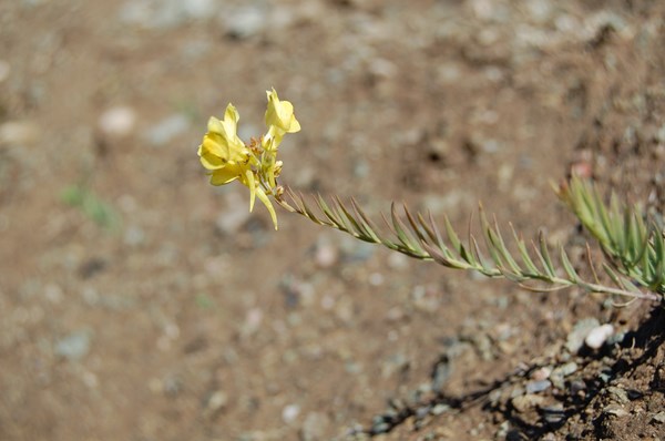 Linaria sp (9) [1600x1200].JPG