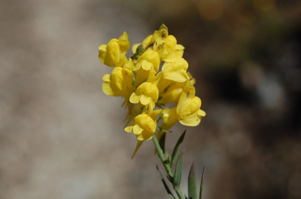 Linaria sp (6) [1600x1200].JPG