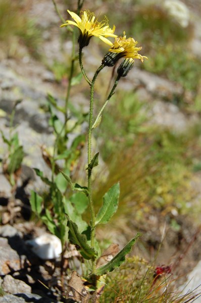 Hieracium picroides (2) [1600x1200].JPG