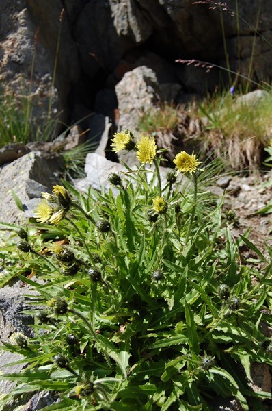 Hieracium intybaceum (24) [1600x1200].JPG