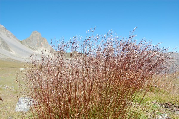 Deschampsia flexuosa (1) [1600x1200].JPG
