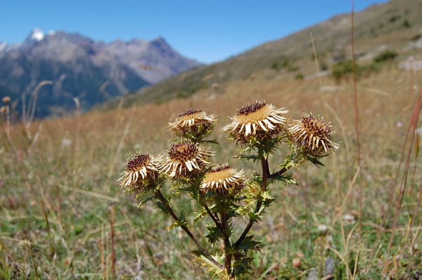 Carlina vulgaris (3) [1600x1200].JPG