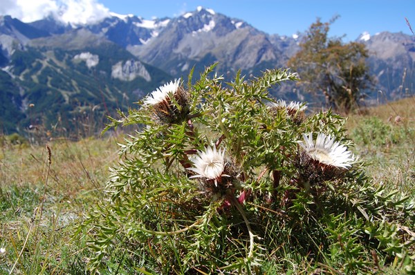 Carlina acaulis (2) [1600x1200].JPG