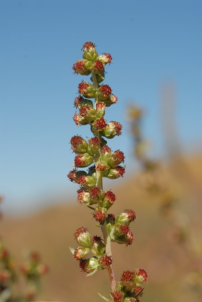Artemisia campestris borealis (29) [1600x1200].JPG