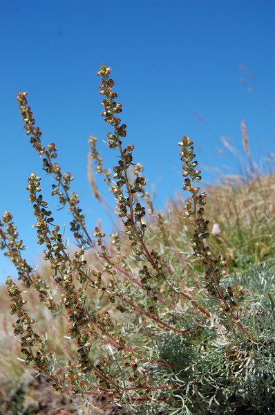 Artemisia campestris borealis (21) [1600x1200].JPG