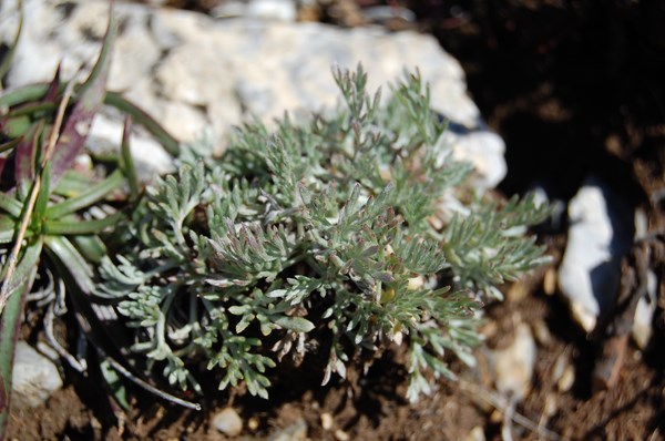 Artemisia campestris borealis (17) [1600x1200].JPG