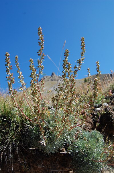 Artemisia campestris borealis (12) [1600x1200].JPG