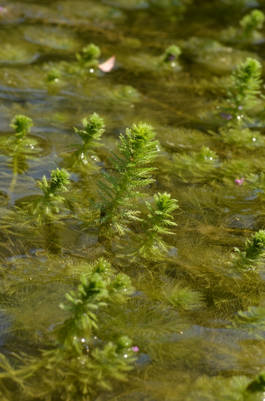 Myriophyllum verticillatum L. (3).JPG