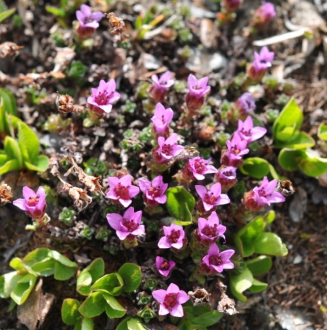(Saxifraga oppositifolia).JPG