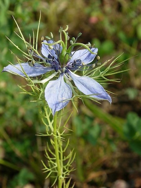 Nigelle.jpg