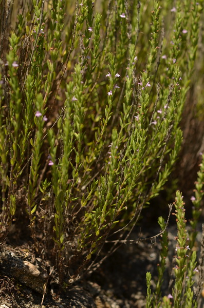 Micromeria juliana (5).JPG