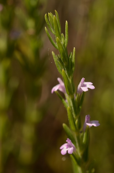 Micromeria juliana (19).JPG
