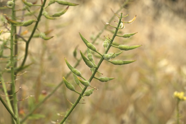Sinapis alba
