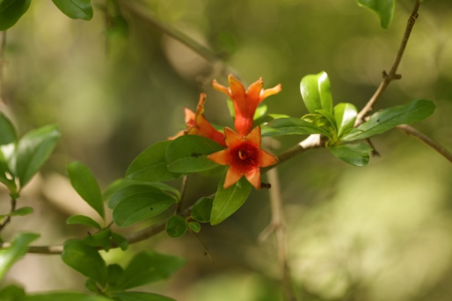 Punica granatum