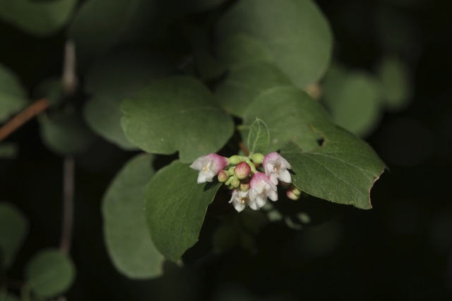 Symphoricarpus racemosus