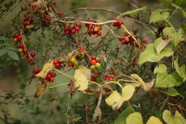 Dioscorea communis