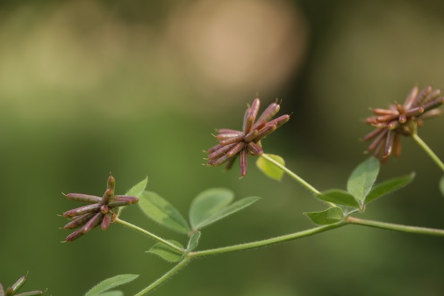 Lotus rectus
