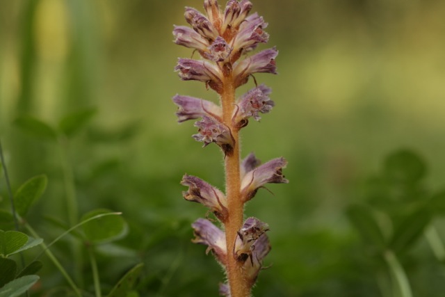 Orobanche minor