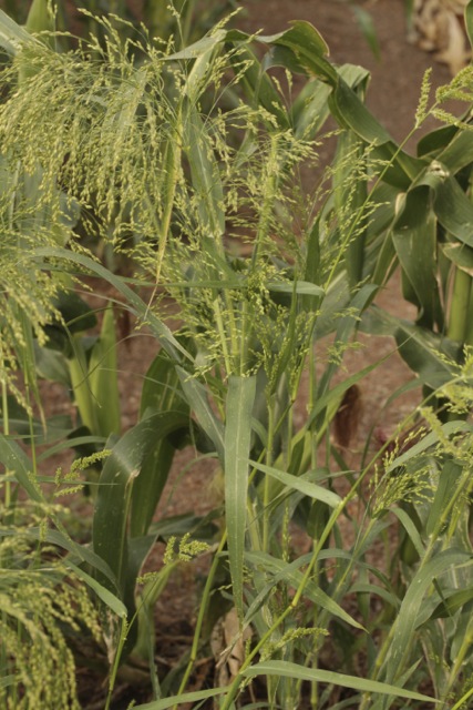Panicum miliaceum