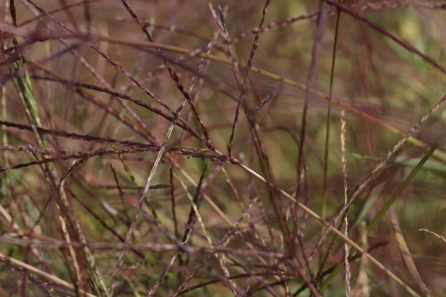 Digitaria sanguinalis