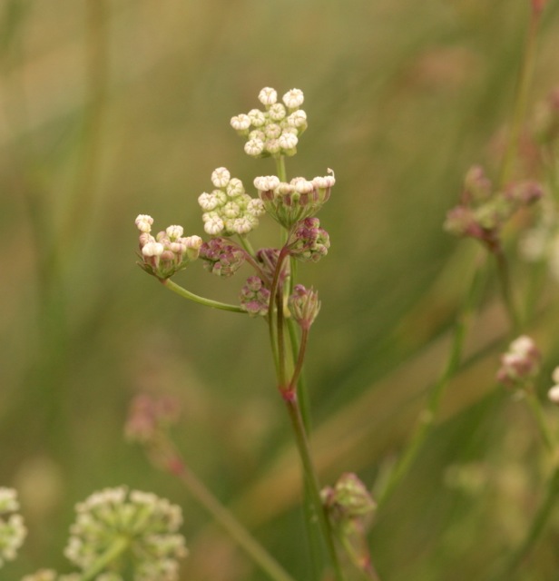 Seseli montanum
