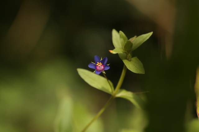 Anagallis foemina Mill.