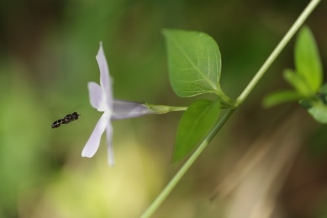 Vinca difformis