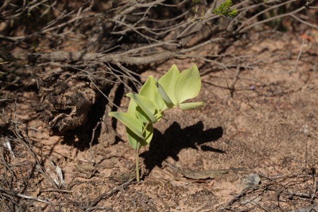 Polygonatum odoratum