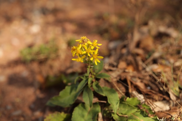 Solidago virgaurea