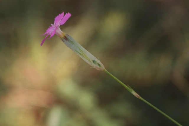 Dianthus caryophyllus