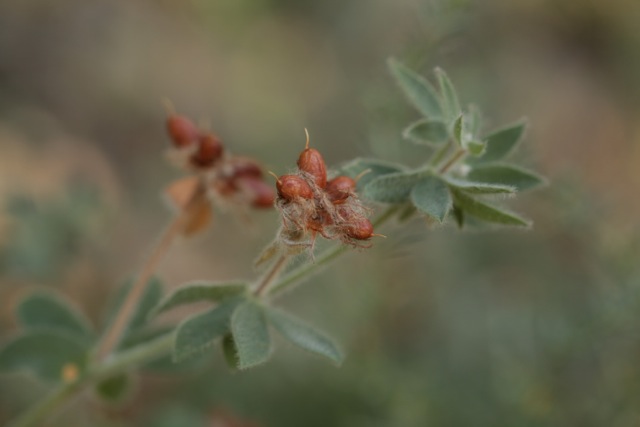 Lotus hirsutus