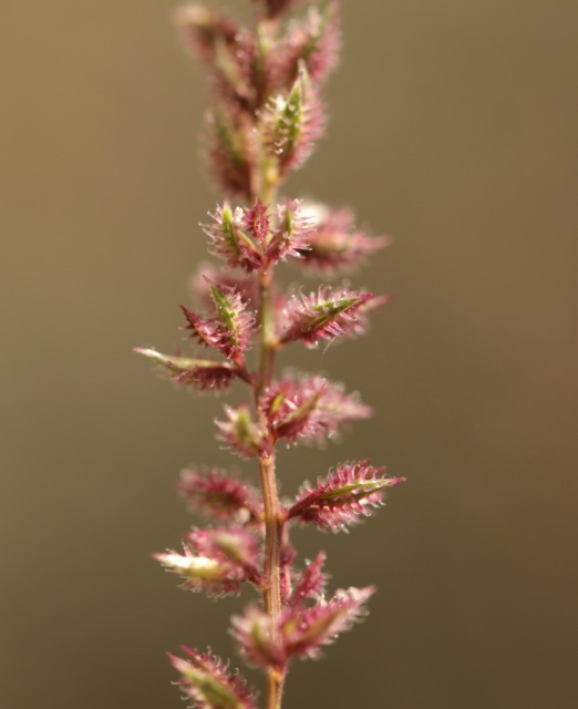 Tragus racemosus