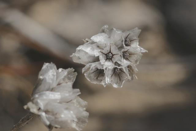 Armeria girardii