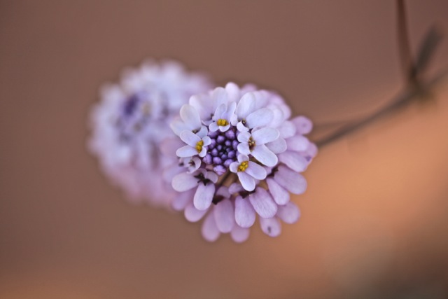Iberis intermedia ssp violettii (Godr ) Rouy&amp;foucaud : espece soumise au microshkizoendemisme (cf floremed p1025 )