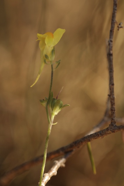 Linaria supina