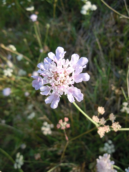 Avallon, 06-09-14, 1.JPG