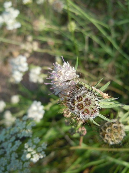 Avallon, 06-09-14, 2.JPG