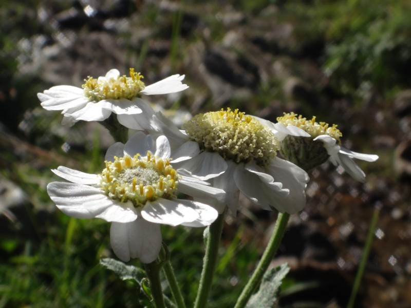 Achillea ptarmica subsp pyrenaica.jpg