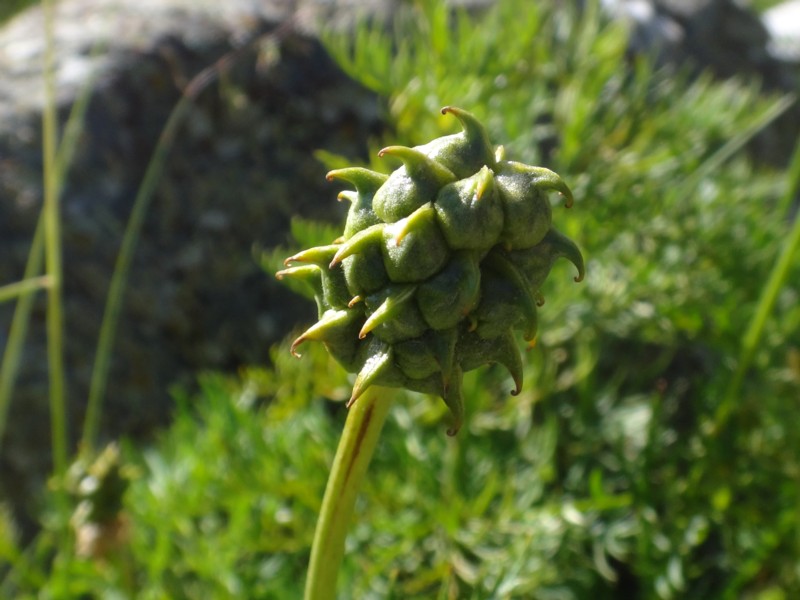 Adonis pyrenaica.jpg
