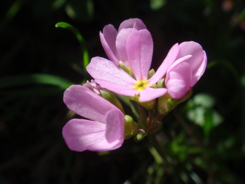 Androsace carnea.jpg