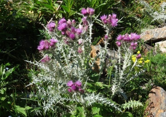Carduus carlinoides.jpg