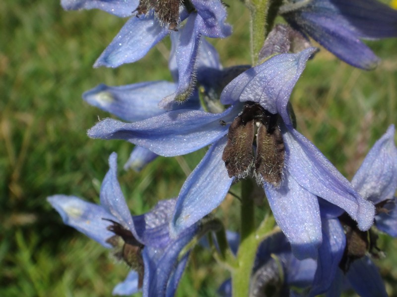 Delphinium montanum.jpg