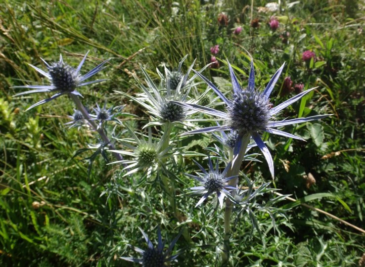 Eryngium bourgatii.jpg