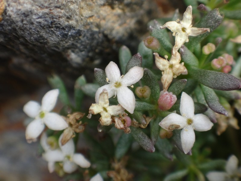 Galium pyrenaicum.jpg