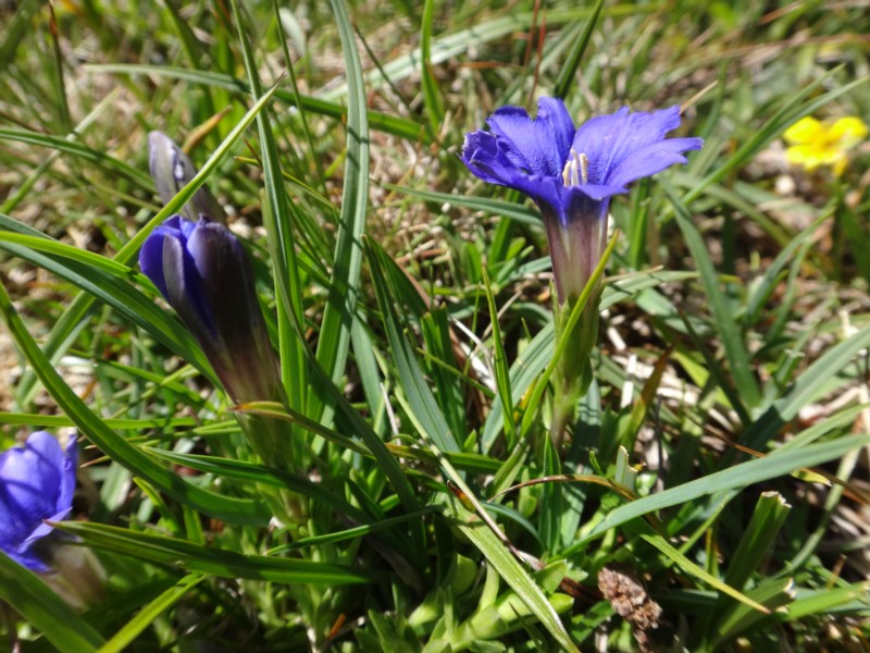 Gentiana pyrenaica.jpg