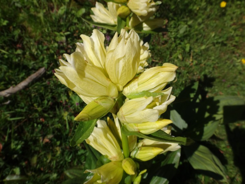 Gentiana burseri subsp burseri.jpg